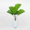 Cây Cọ Nhật Chậu Ly Trắng 30x60