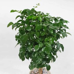 cay hanh phuc de san chau su 1 900x540