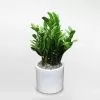 Cây Kim Tiền Chậu Trụ Men