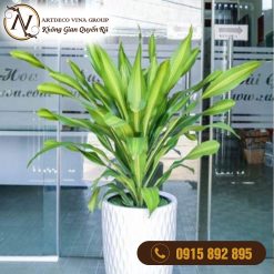 Chậu Cây Phát Tài Vàng Chậu Trắng