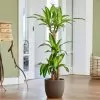 Chậu Cây Thiết Mộc Lan - Phát Tài Khúc