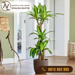 Chậu Cây Thiết Mộc Lan - Phát Tài Khúc